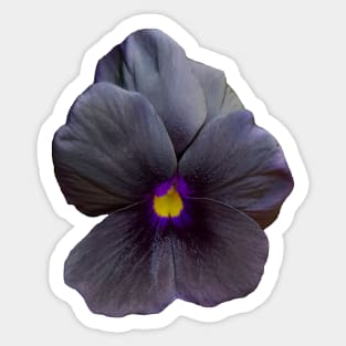 Black Viola Flower Photo Sticker